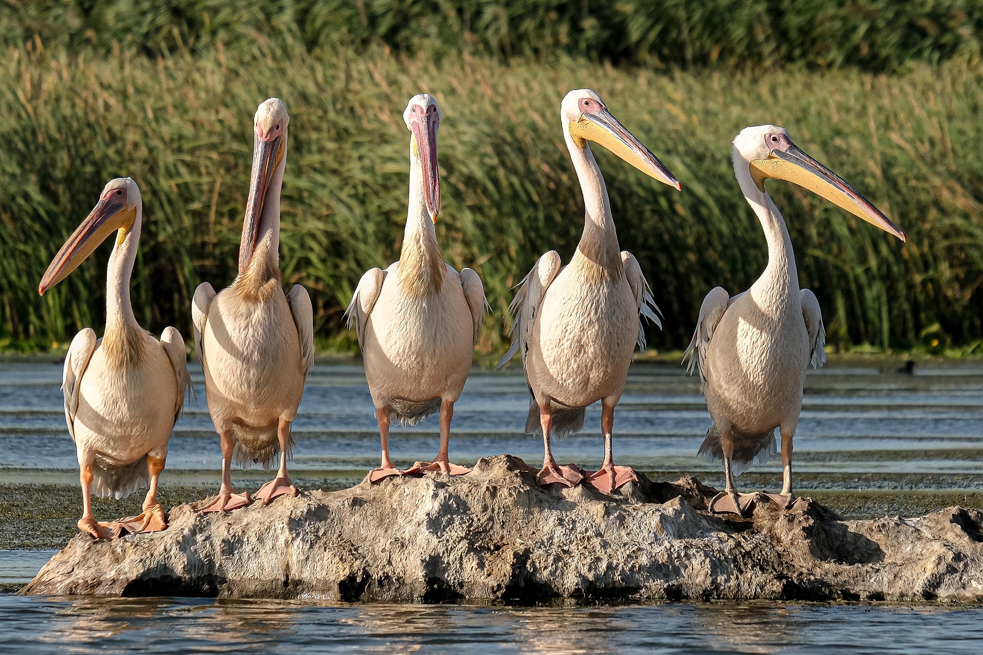 great-white-pelicans-5791396_1920